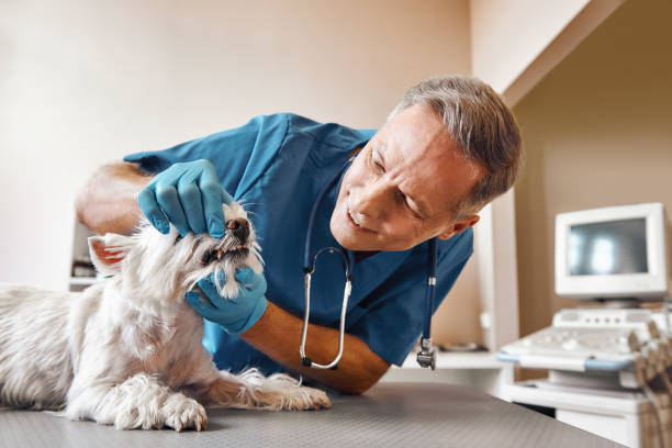 Best 24-Hour Emergency Dental Care in Ebensburg, PA